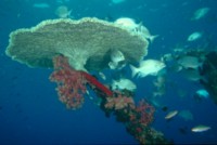Reef & Coral tote bag #Z1PH7791166