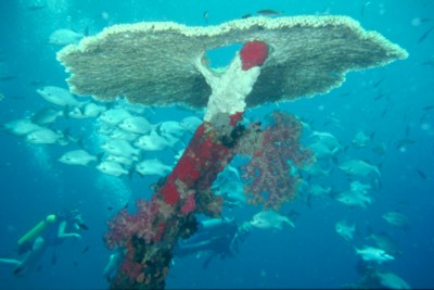 Reef & Coral tote bag #Z1PH7791274
