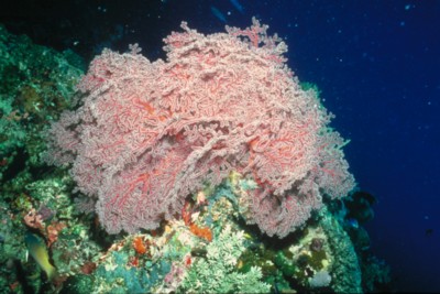 Reef & Coral Poster Z1PH7791753