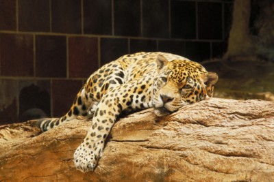Leopard & Jaguar poster