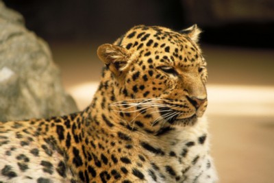Leopard & Jaguar calendar
