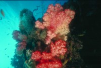 Reef & Coral Poster Z1PH7792266