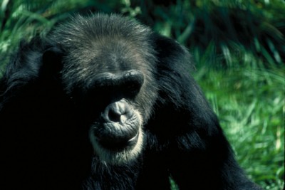 Chimpanzee calendar