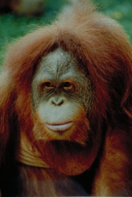 Orangutan Poster Z1PH7793043