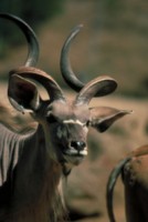 Antelope & Gazelle Longsleeve T-shirt #251662