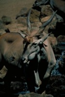 Antelope & Gazelle Sweatshirt #251661