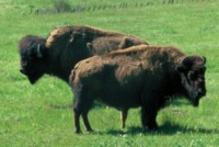 Buffalo & Bison Poster Z1PH7794035