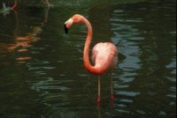 Flamingo Tank Top #248455