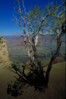 Grand Canyon National Park Tank Top #248403