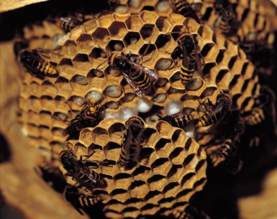 Bee & Wasp calendar