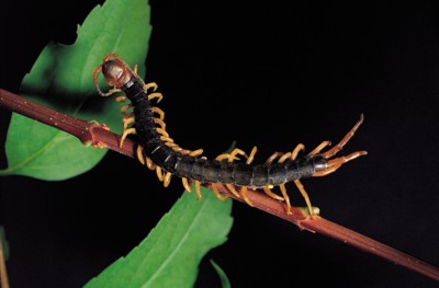 Caterpillar poster