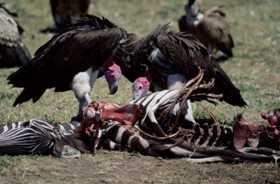 Vulture tote bag