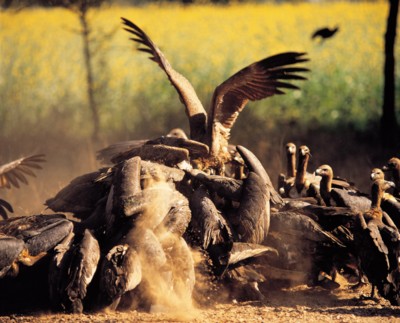 Vulture calendar