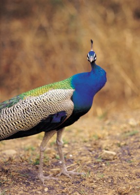 Peacock calendar