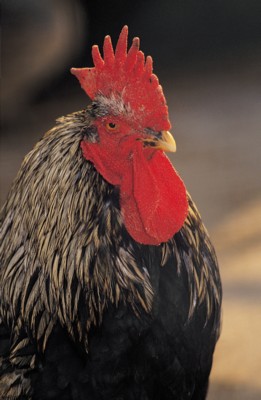 Rooster Poster Z1PH7799042