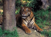 Tiger Poster Z1PH7800565