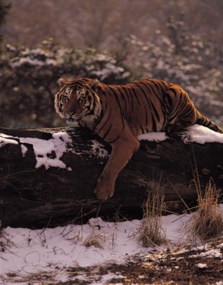 Tiger Poster Z1PH7800597