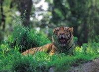 Tiger Poster Z1PH7800665