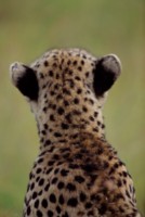 Cheetah Poster Z1PH7801331