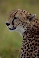 Cheetah Poster Z1PH7801369