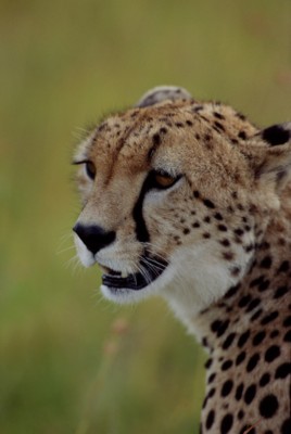 Cheetah calendar