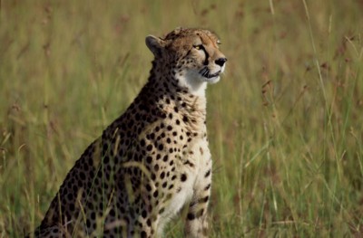 cheetah Tank Top