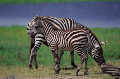 Zebra tote bag