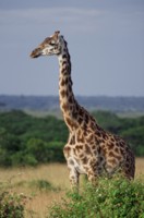 Giraffe Longsleeve T-shirt #248437