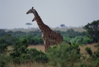 Giraffe hoodie #248433