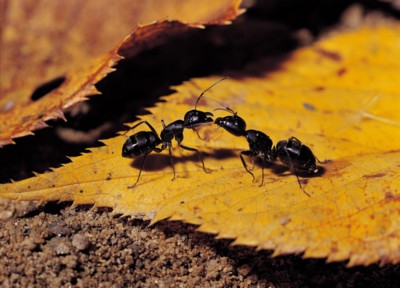 Ant Sweatshirt