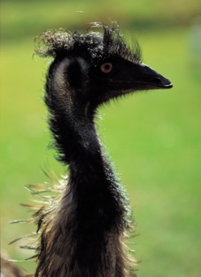 Ostrich Poster Z1PH7803232