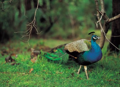 Peacock calendar