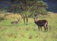 Antelope & Gazelle Poster Z1PH7804953