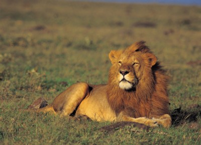 Lion poster