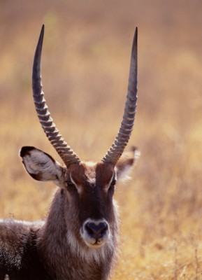 Antelope & Gazelle Poster Z1PH7809286