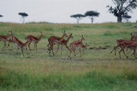 Antelope & Gazelle hoodie #251673