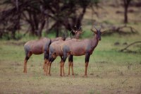 Antelope & Gazelle mug #Z1PH7809946