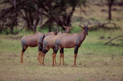 Antelope & Gazelle Mouse Pad Z1PH7809946