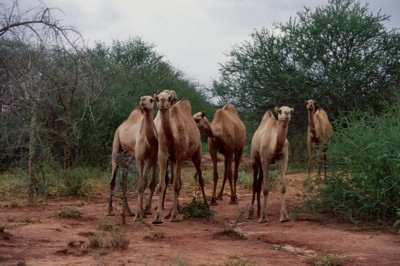 Camel & Llama calendar