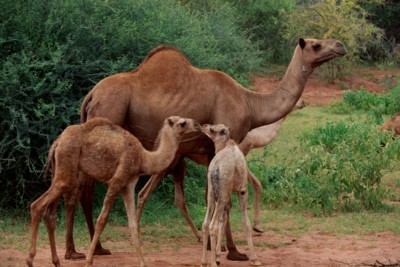 Camel & Llama hoodie