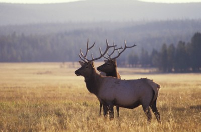 Moose & Elk Poster Z1PH7812521