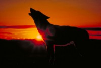 Wolf Poster Z1PH7847019