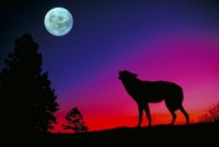Wolf Poster Z1PH7847028