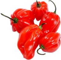Peppers & Chiles Poster Z1PH8026536