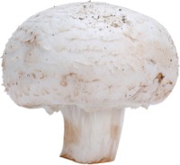 Mushroom Poster Z1PH8028079