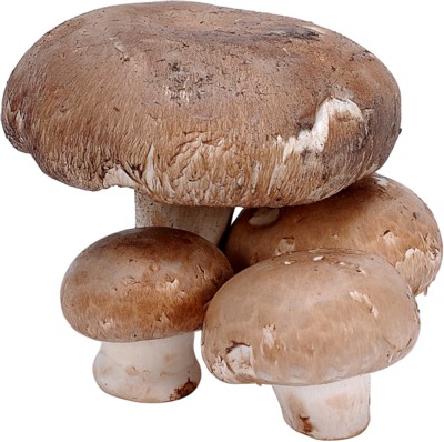 Mushroom calendar
