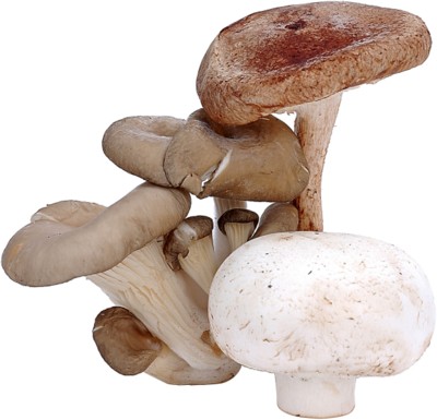 Mushroom calendar