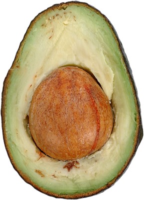 avocado poster