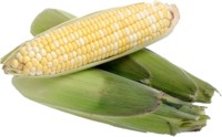 corn mug #Z1PH8028776