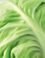 Cabbage Poster Z1PH9777881